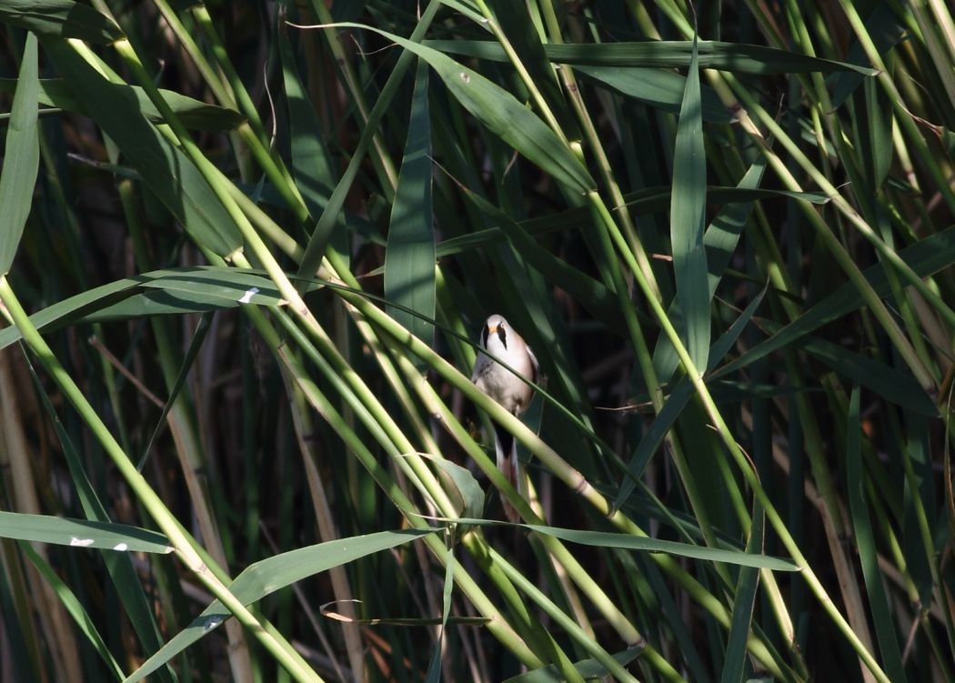 Bıyıklı baştankara