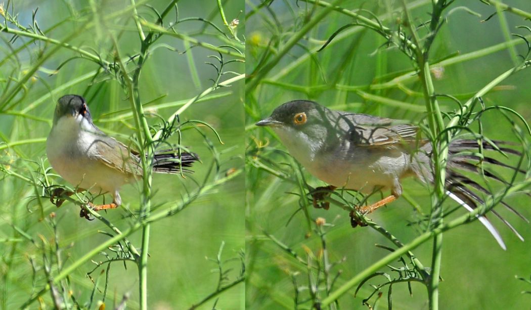 Pembegöğüslü ötleğen