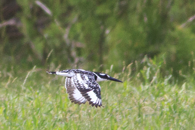 Alaca yalıçapkını