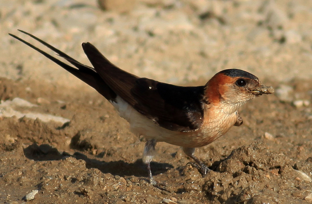Kızıl kırlangıç