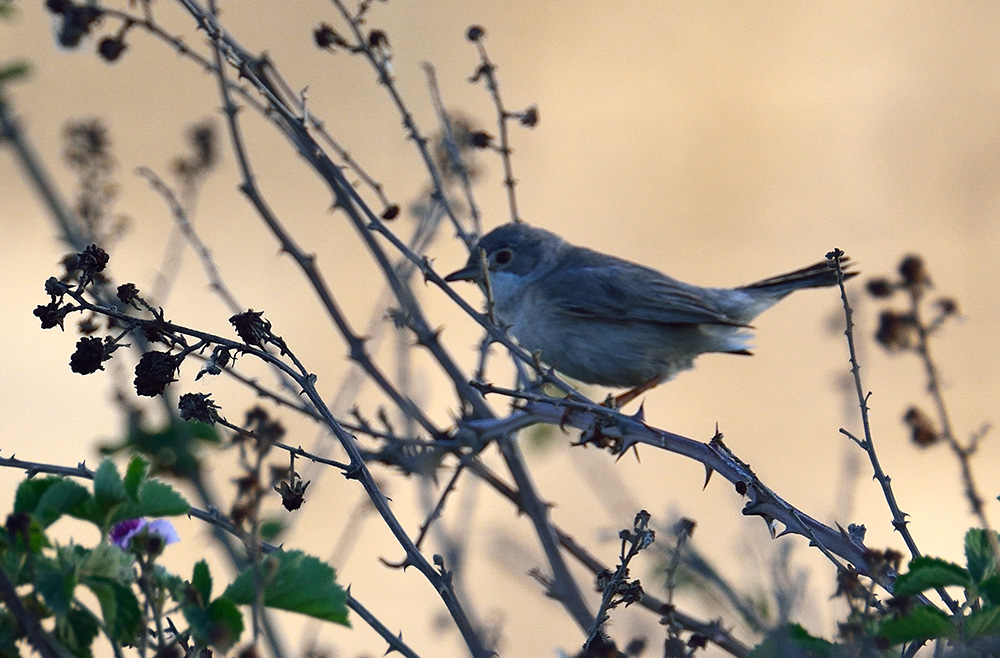 Pembegöğüslü ötleğen