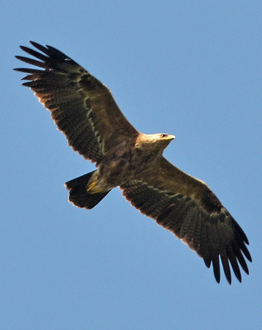 Küçük orman kartalı