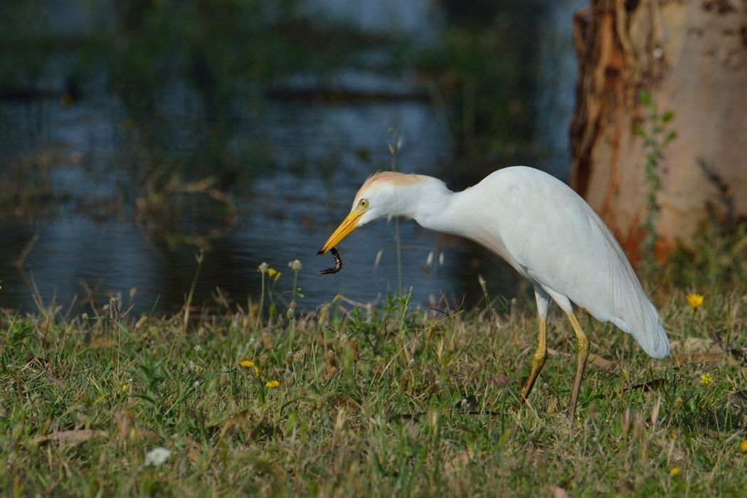 Sığır balıkçılı
