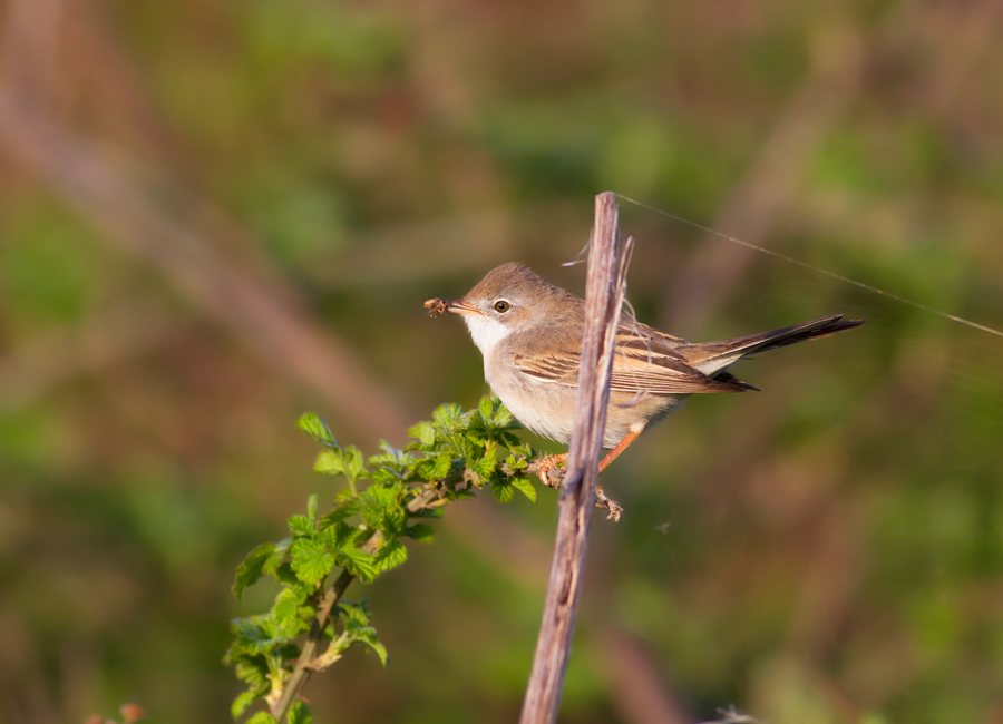 Akgerdanlı ötleğen