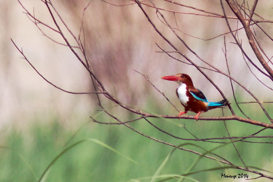 İzmir yalıçapkını