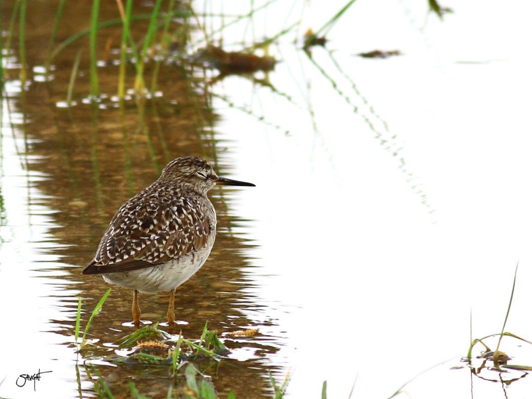Orman düdükçünü