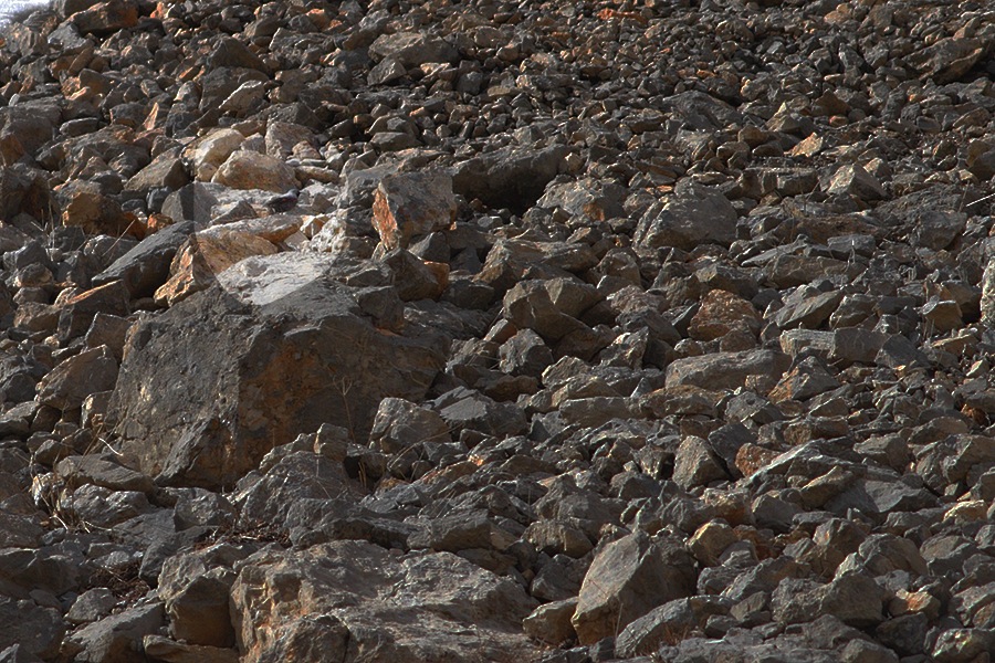 Duvar tırmaşıkkuşu