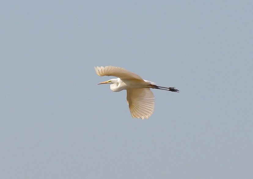 Büyük ak balıkçıl