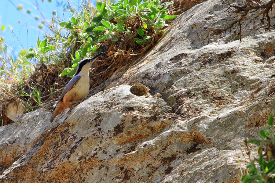 Büyük kaya sıvacısı