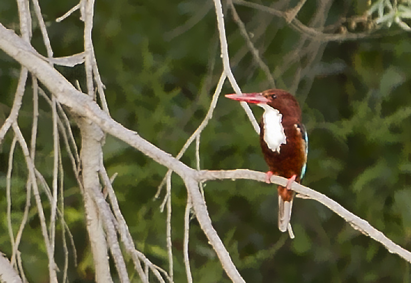 İzmir yalıçapkını