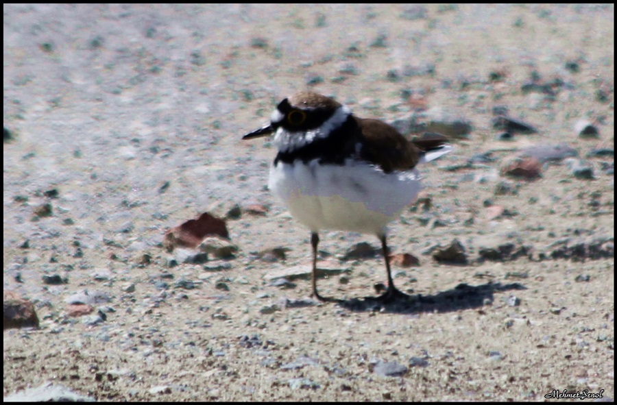 Halkalı küçük cılıbıt