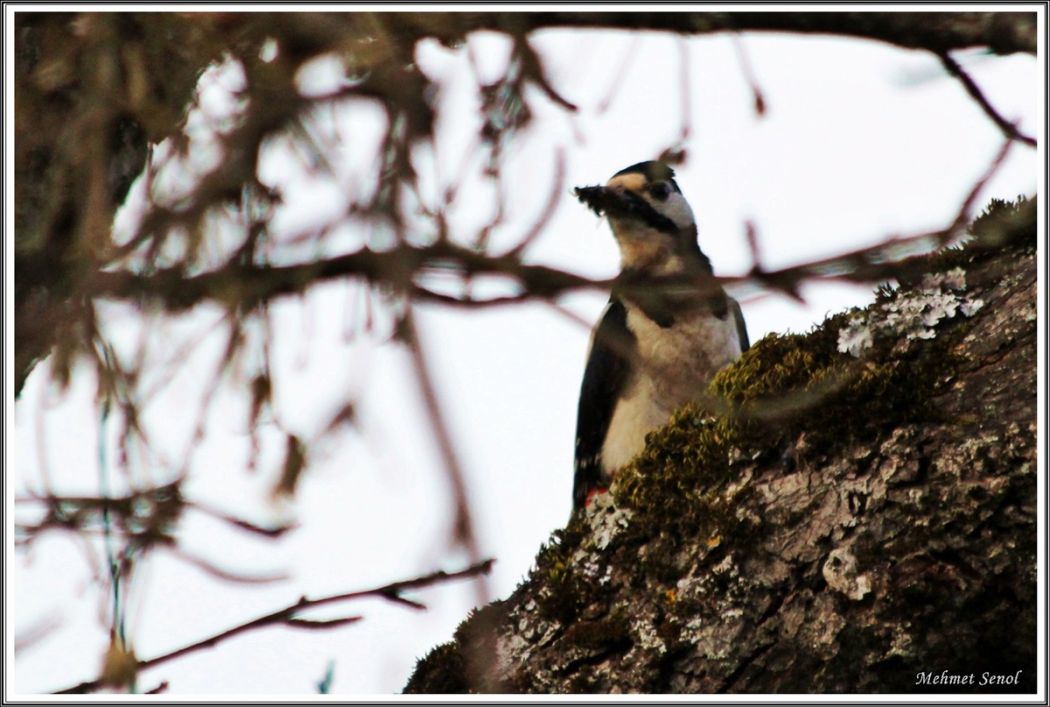Orman alaca ağaçkakanı