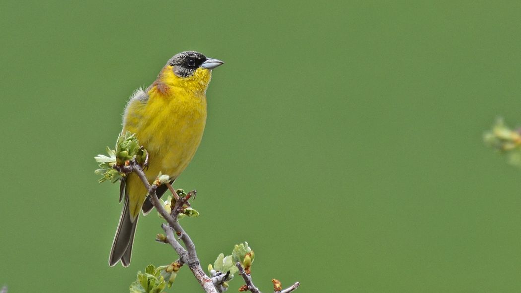 Karabaşlı kirazkuşu