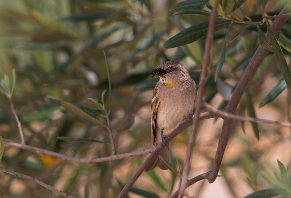 Sarıboğazlı serçe