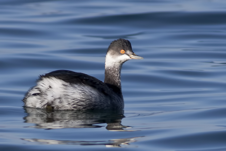 Karaboyunlu batağan