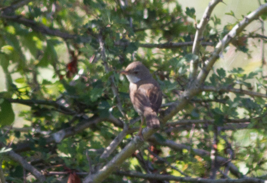 Akgerdanlı ötleğen