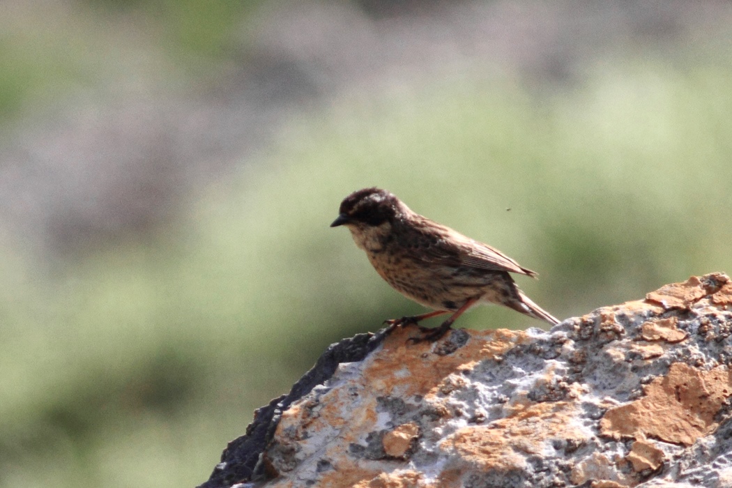 Sürmeli dağbülbülü