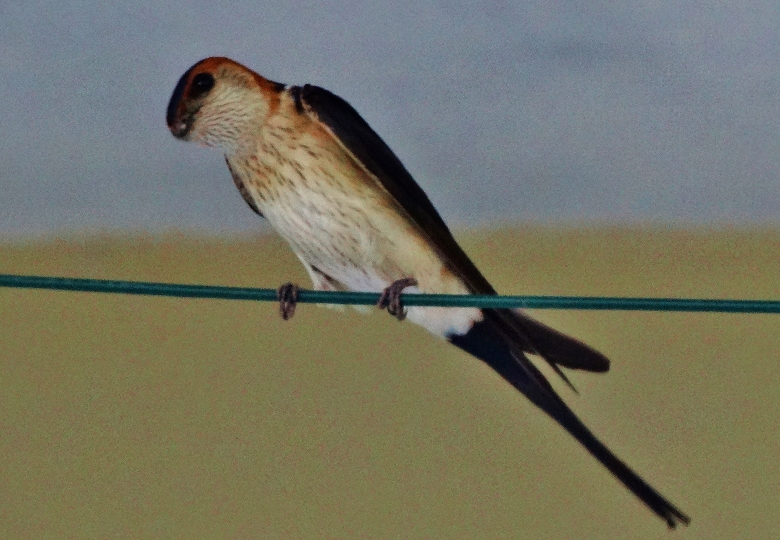 Kızıl kırlangıç