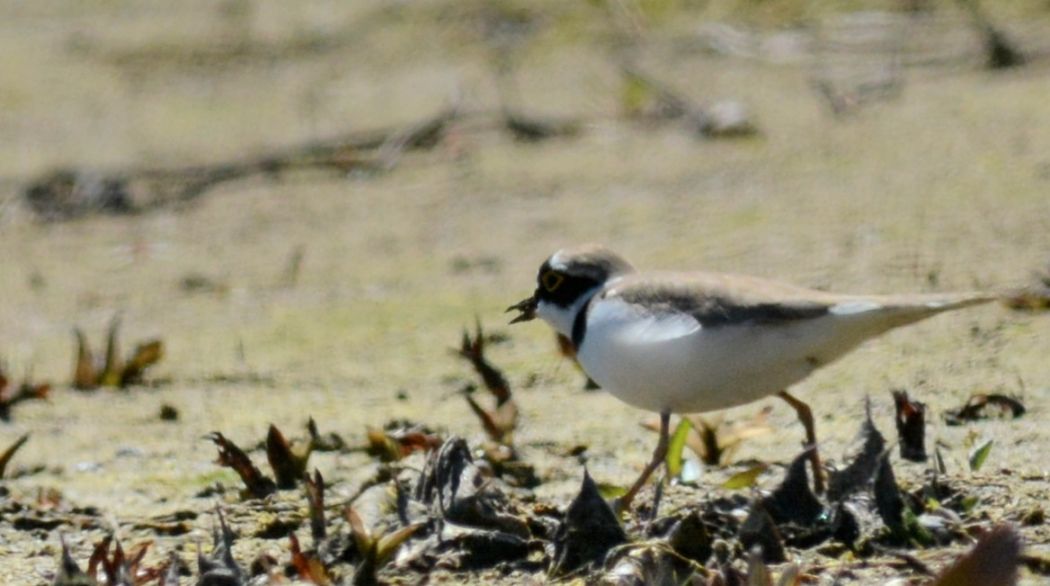 Halkalı küçük cılıbıt