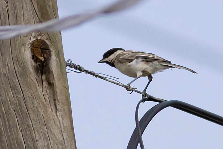 Akyanaklı baştankara