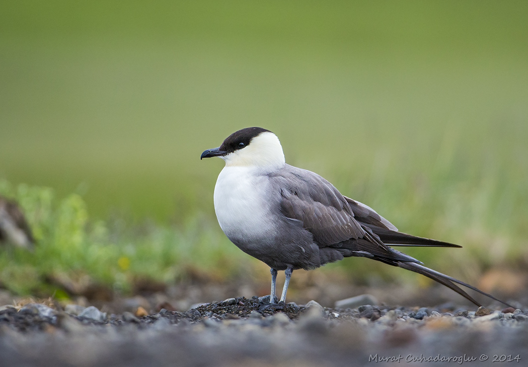 Uzunkuyruklu korsanmartı