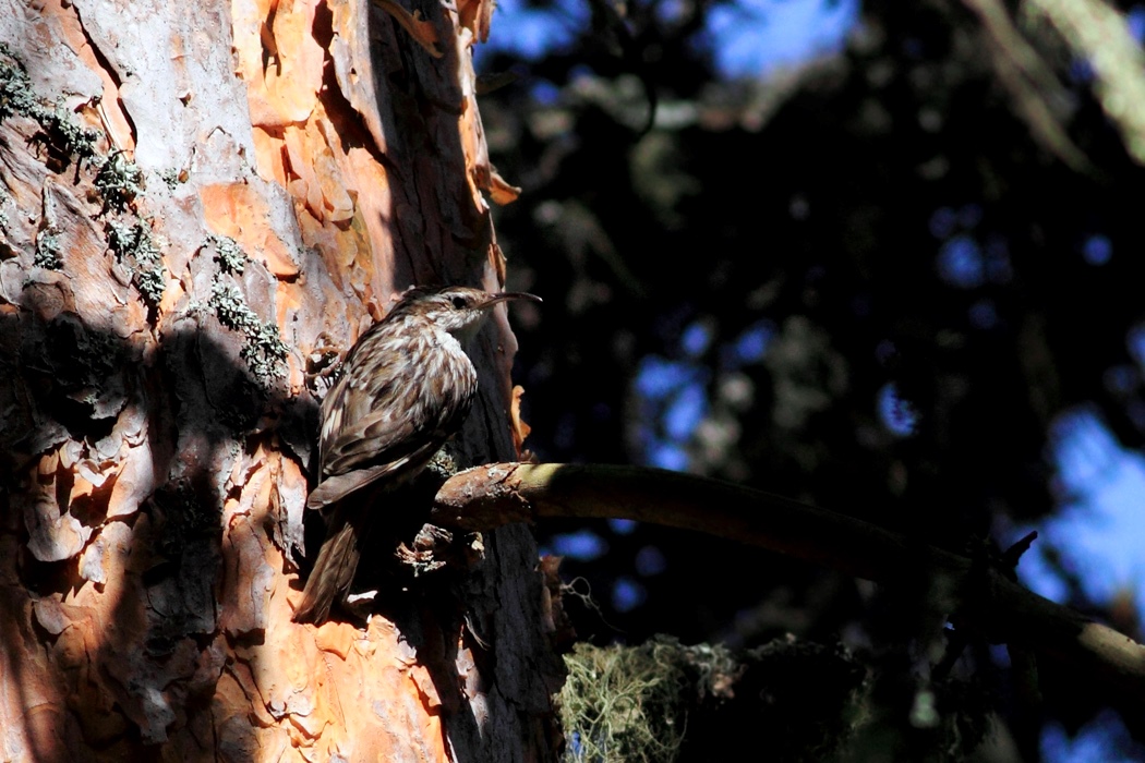 Orman tırmaşıkkuşu