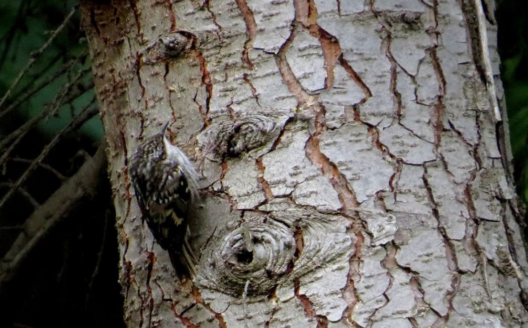 Bahçe tırmaşıkkuşu
