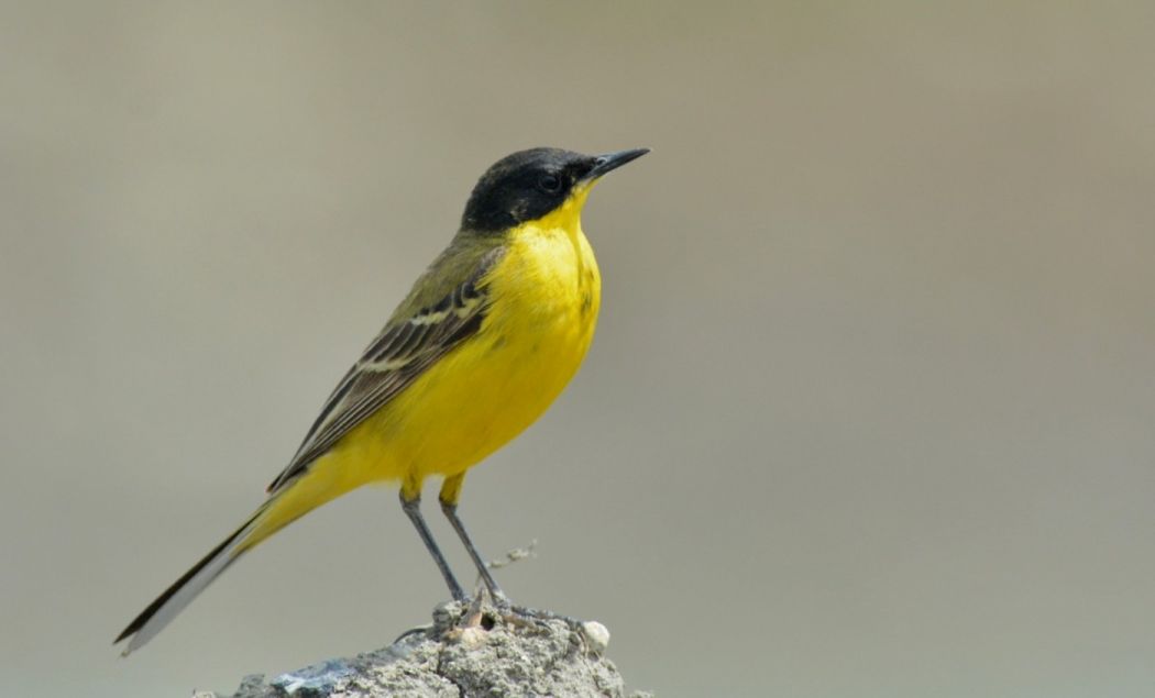 Sarı kuyruksallayan