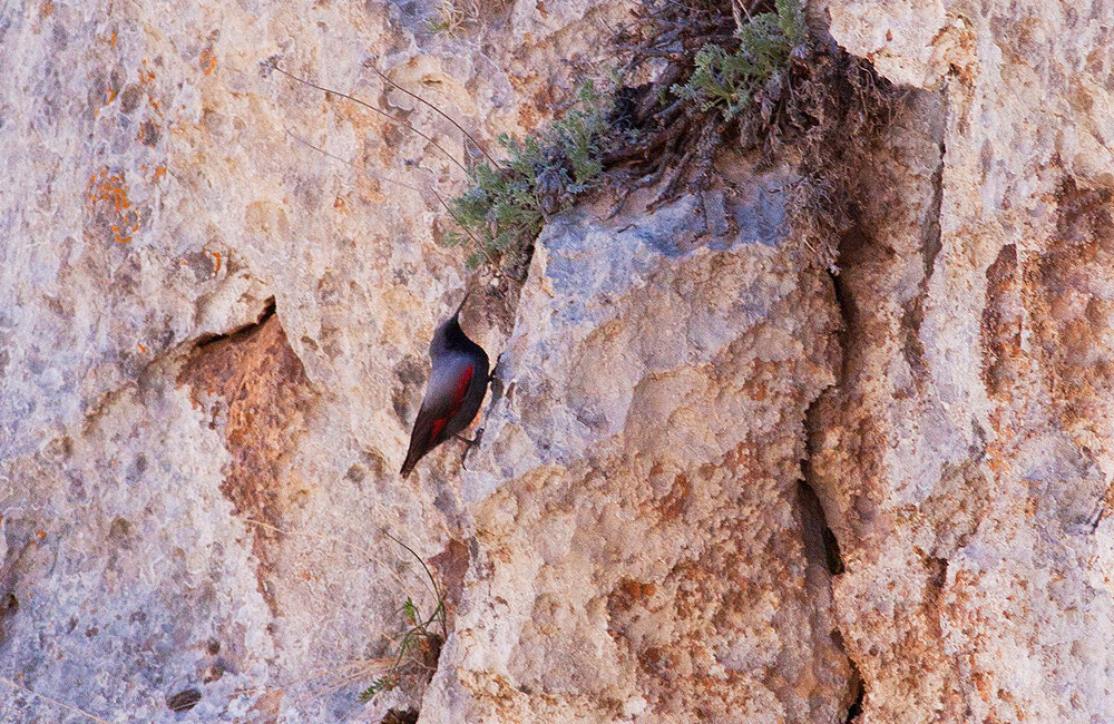 Duvar tırmaşıkkuşu