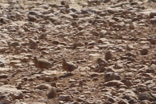 Kılkuyruk bağırtlak