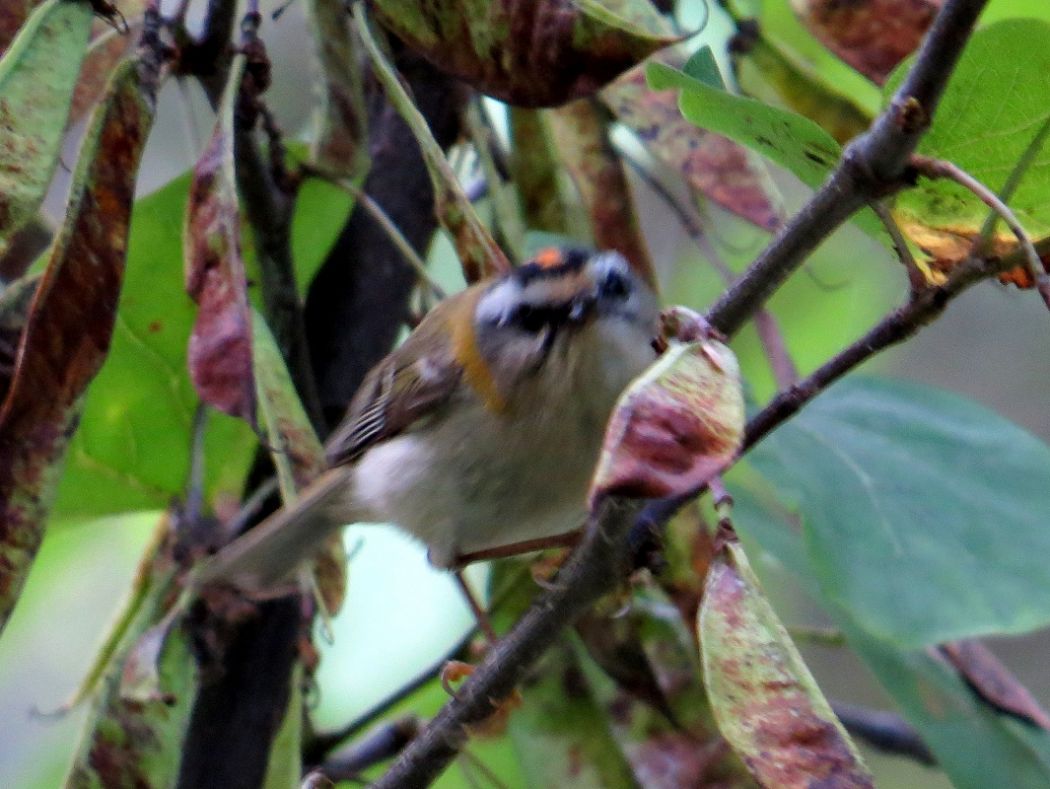 Sürmeli çalıkuşu