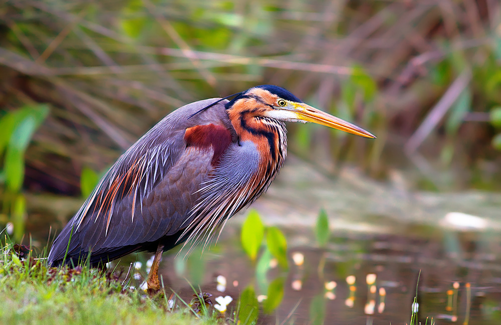 Erguvani balıkçıl