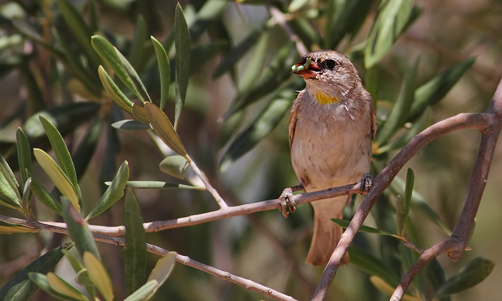 Sarıboğazlı serçe
