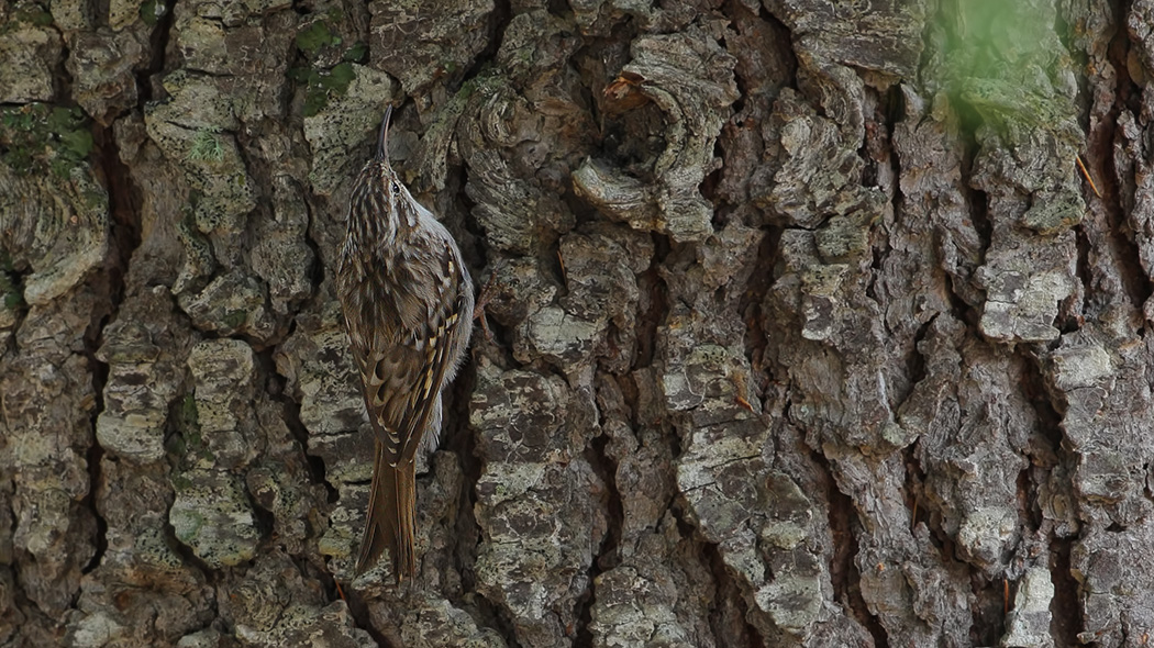 Bahçe tırmaşıkkuşu