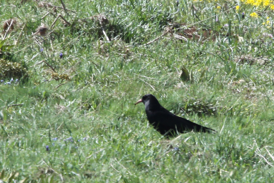 Kırmızıgagalı dağ kargası