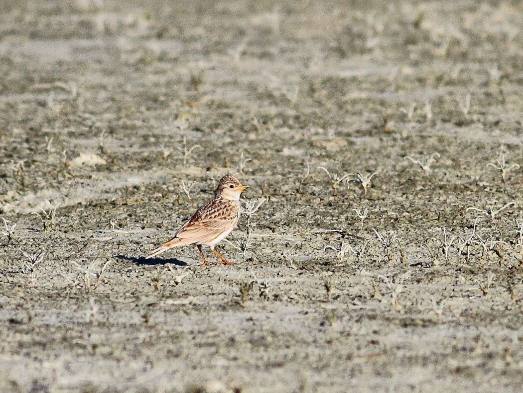 Türkistan çorak toygarı