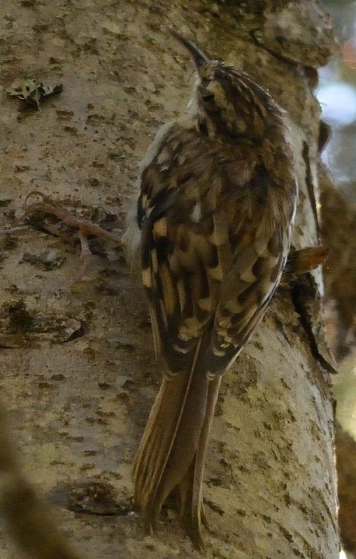 Orman tırmaşıkkuşu