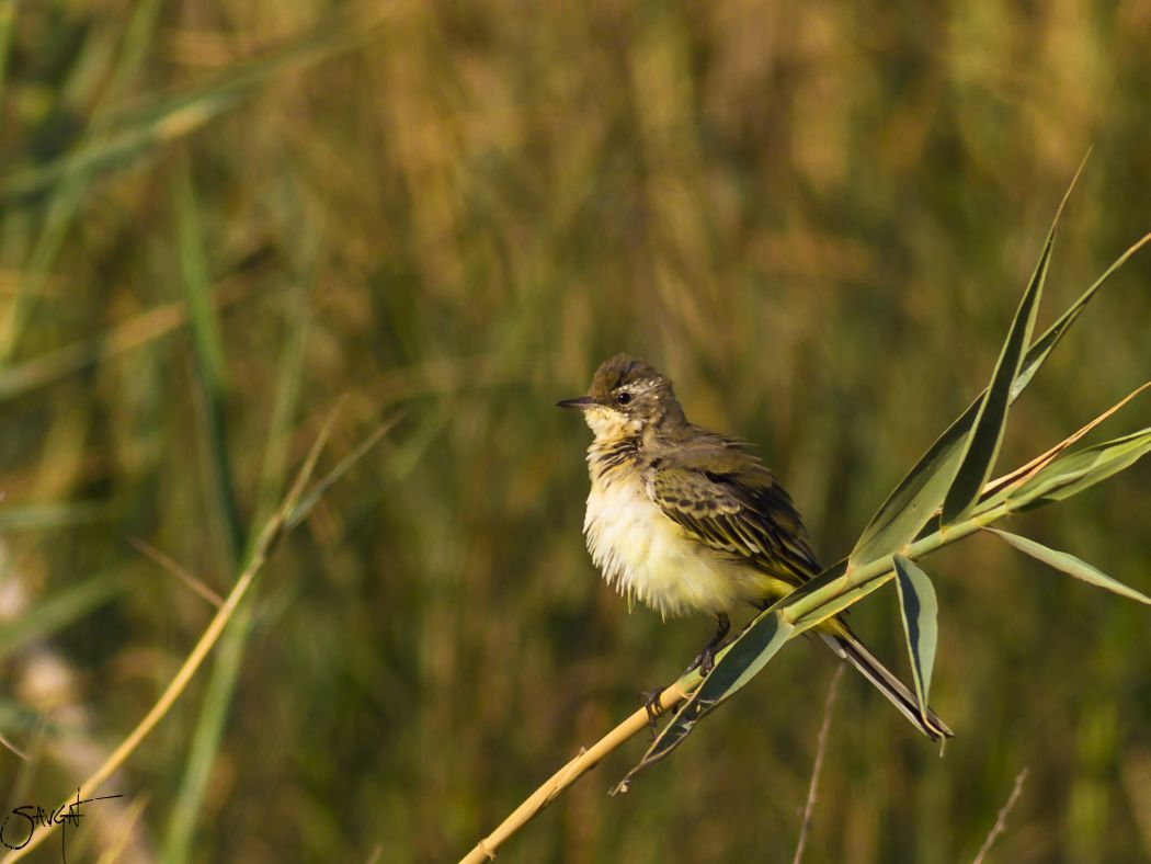 Sarı kuyruksallayan