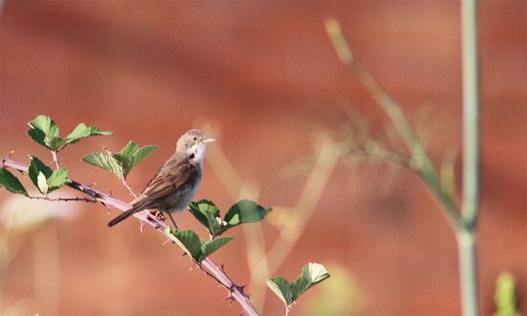 Akgerdanlı ötleğen