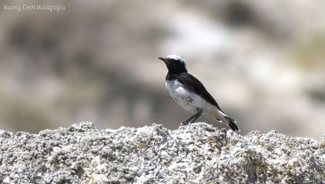 Aksırtlı kuyrukkakan