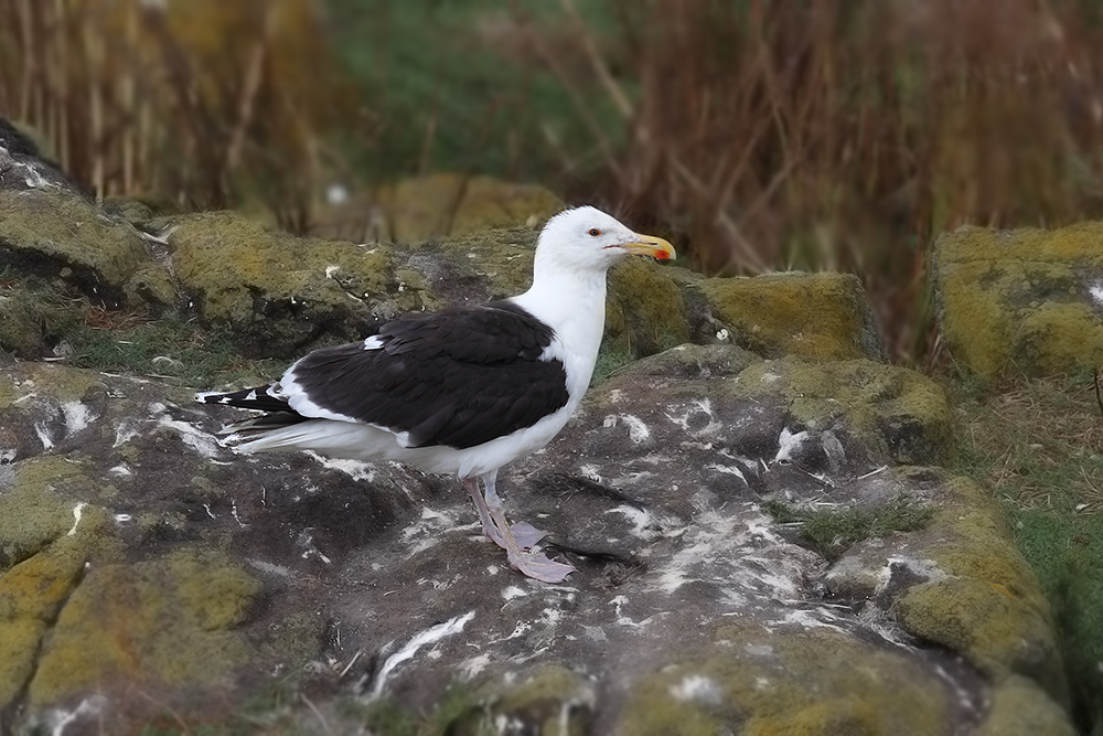 Büyük karasırtlı martı