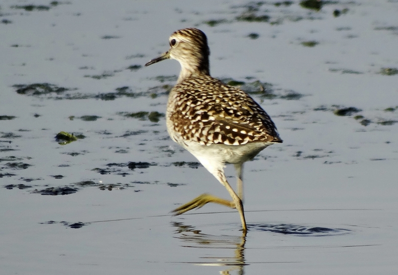 Orman düdükçünü