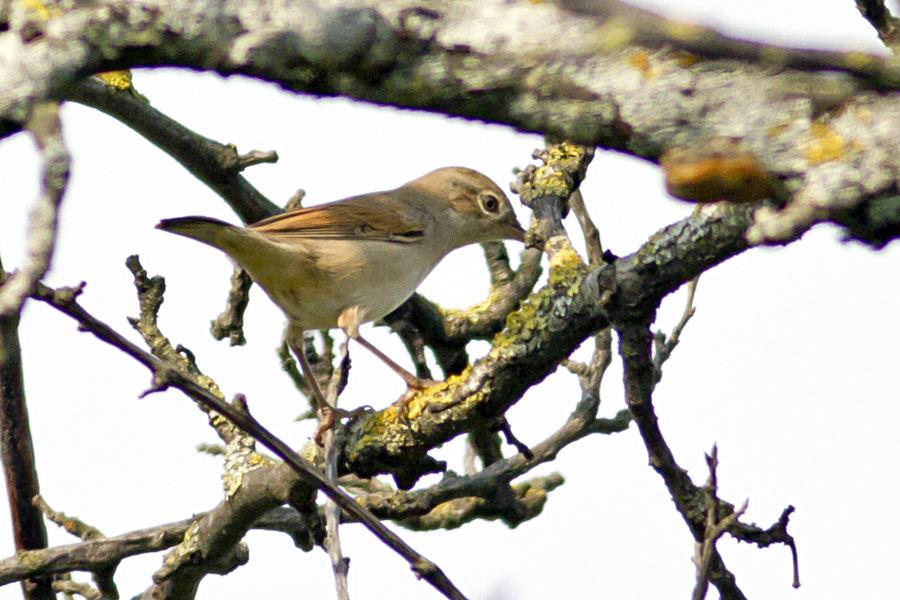 Akgerdanlı ötleğen