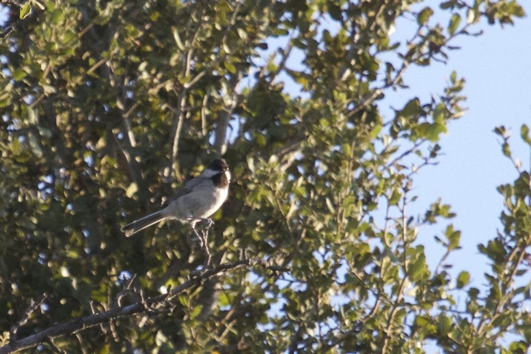 Akyanaklı baştankara