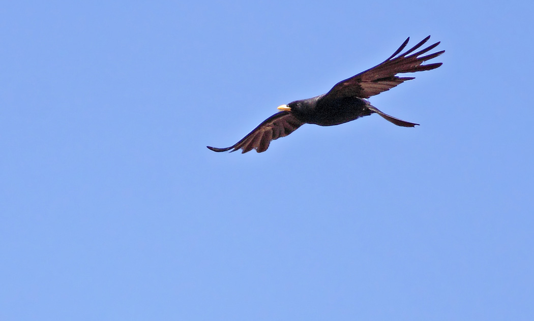 Sarıgagalı dağ kargası
