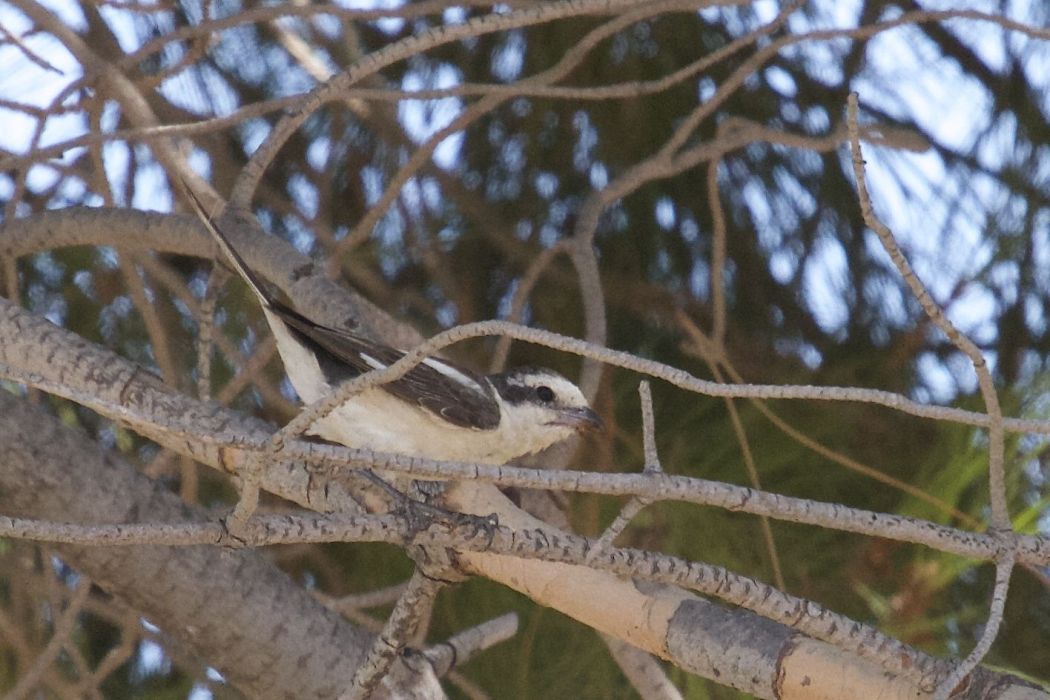 Maskeli örümcekkuşu
