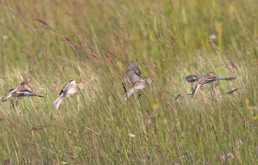 Sarıgagalı ketenkuşu