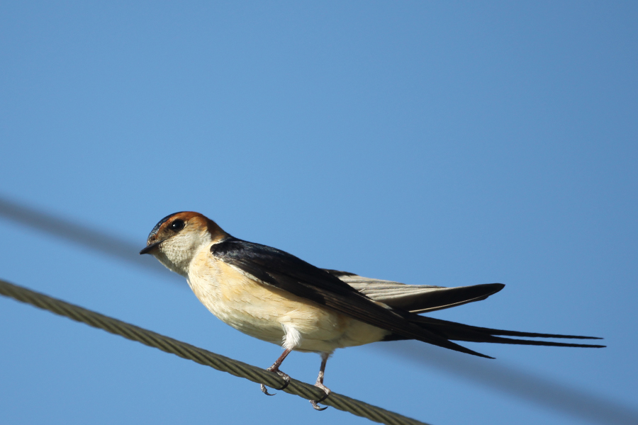 Kızıl kırlangıç