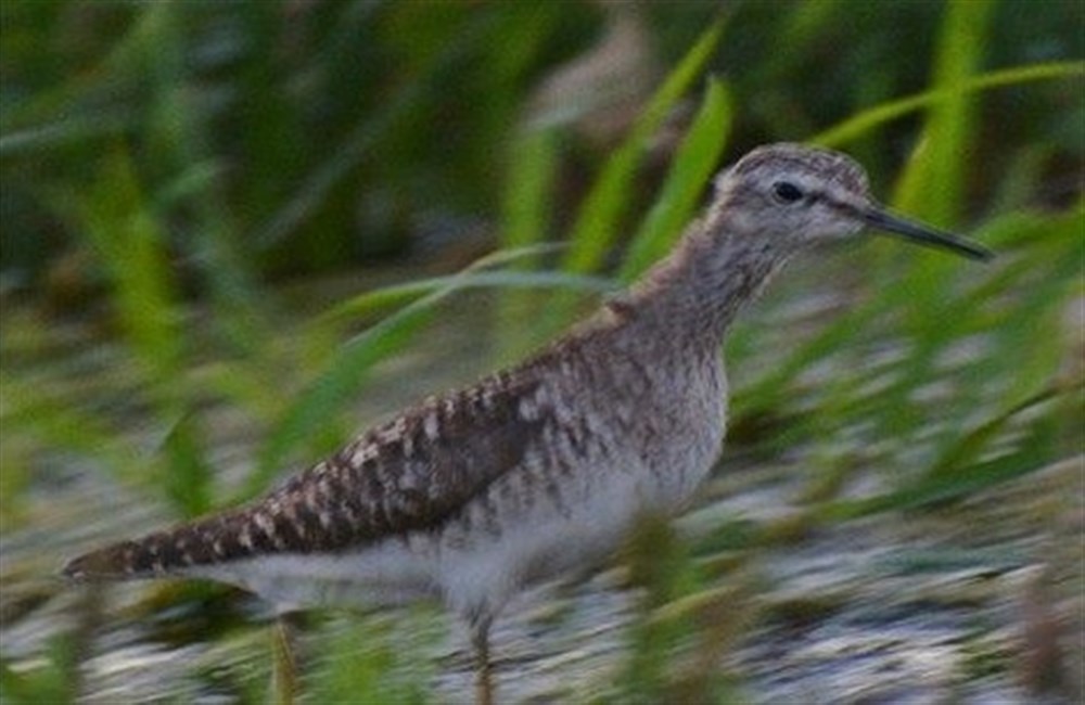 Orman düdükçünü