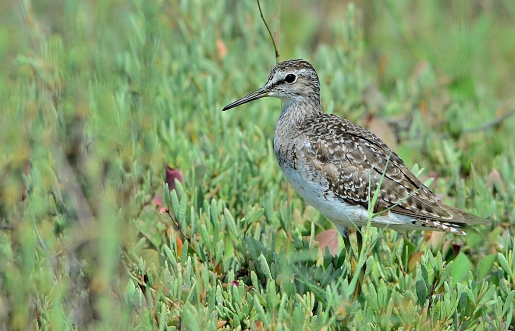 Orman düdükçünü